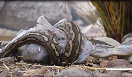 Video: Cận cảnh trăn nuốt chửng gà